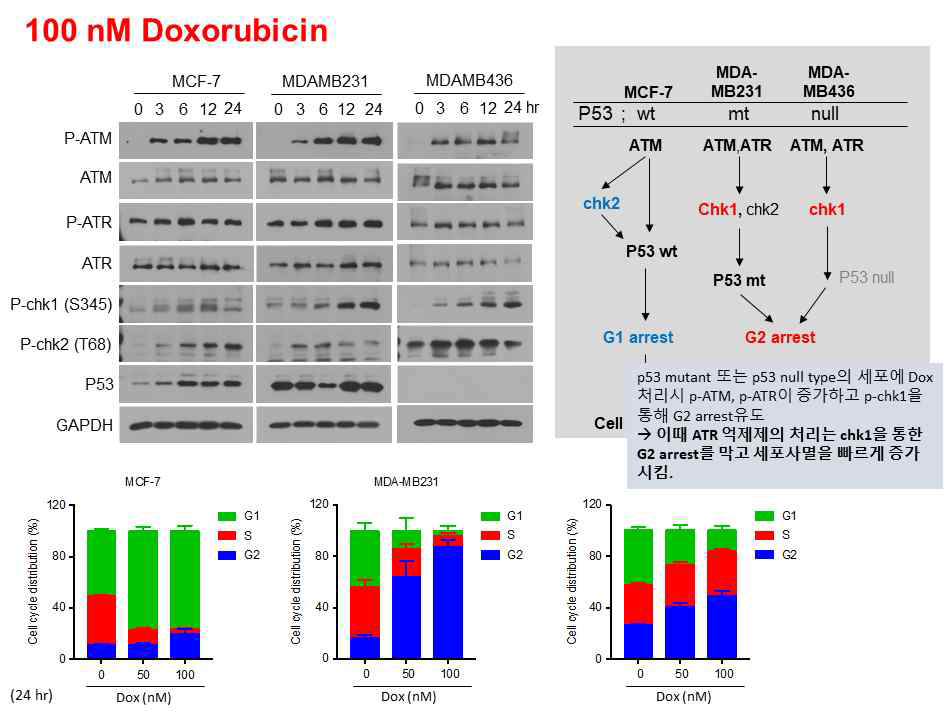 Doxorubicin 처리 후 시간의 경과에 따른 DDR protein의 발현 및 세포 주기 분포