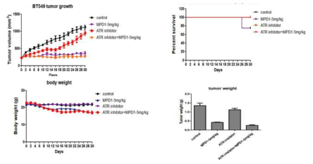 ATR inhibitor와 MPD-1의 병용을 통한 치료 효능 실험; BT549