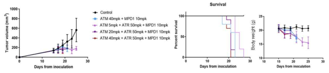 ATR/ATM inhibitor와 MPD-1의 병용을 통한 치료 효능 실험: MDA-MB231