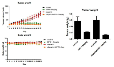 Capan-1 종양 모델 내 Olaparib+ MPD-1 병용 시험