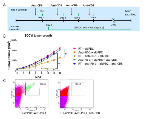 항CD8 항체를 이용한 cytotoxic CD8+ T-cell 억제시 종양의 크기 변화