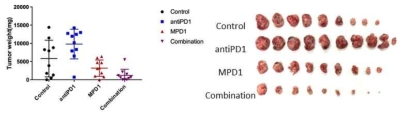 다양한 용량의 MPD-1 + Anti-PD1 병용 시험