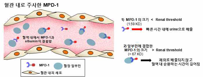 혈관 내 주사한 MPD-1이 혈장 알부민과의 결합하는 효과에 대한 모식도