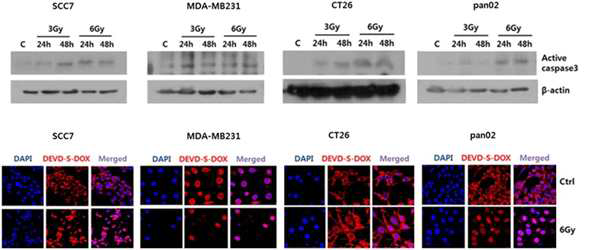 방사선조사에 의한 casapse-3의 활성화 및 MPD-1의 세포 내 활성