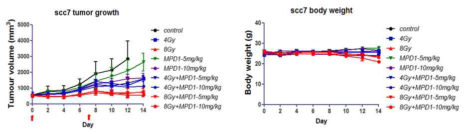다양한 용량의 조합의 MPD-1 + 방사선조사 병용 치료 효과 (2주)