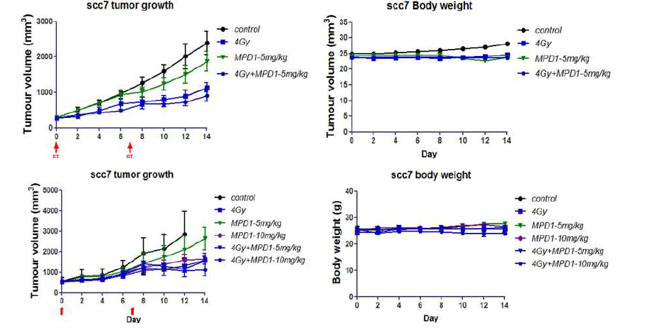 진행된 종양에서의 MPD-1 + 방사선조사 병용 치료 효과 (2주)