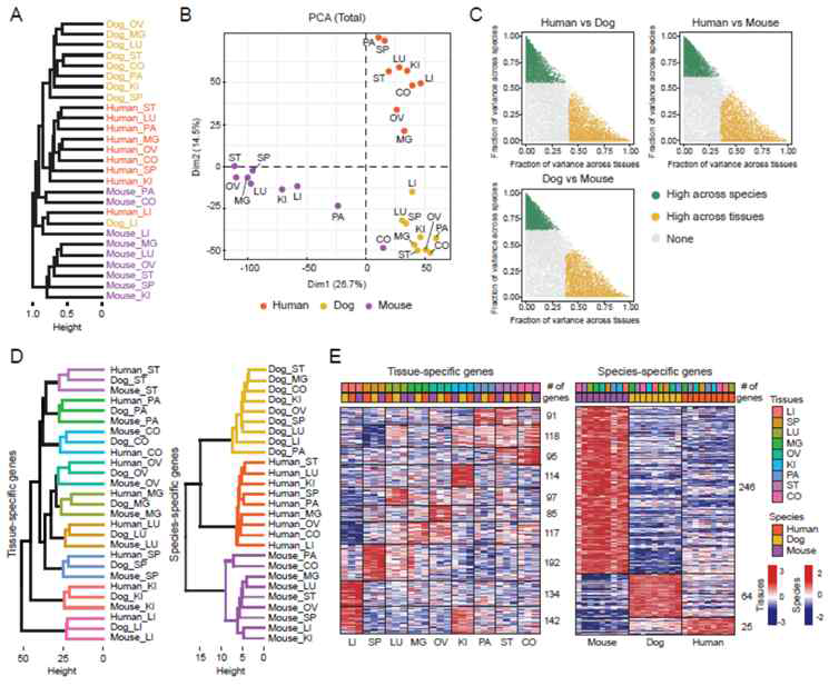 종간 전사체 비교를 통한 조직 및 종 특이적 유전자 선별. (A-B) 필터링 전 데이터 간 차이. (C) LMM 분석 결과. (D) 조직 및 종 특이적 유전자 선별 후 데이터 간 차이 (E) 조직 및 종 특이적 유전자의 세분화