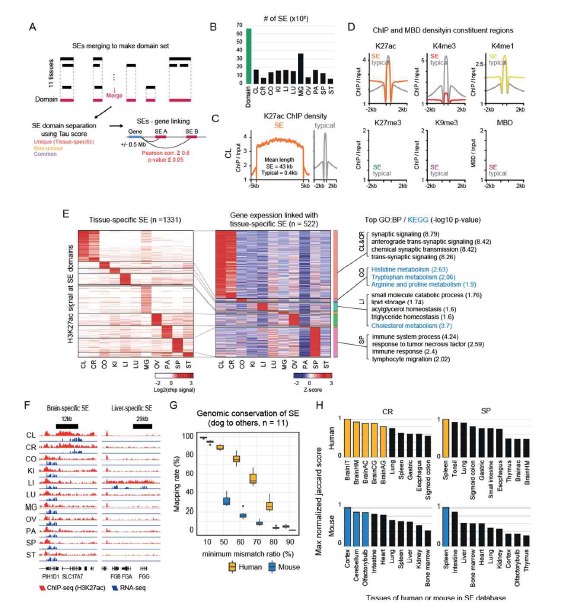 개의 슈퍼인핸서 프로파일링 및 종간 유사성 비교. (A) 포괄적 분석에 대한 계획도. (B) 11개 조직에 대한 슈퍼인핸서 선별 정도. (C-D) 소뇌의 슈퍼인핸서와 일반 인핸서 상의 후성유 전학적 특징. (E) 조직 특이적인 슈퍼인핸서, 관련 유전자의 발현 및 관련 기능. (F) 뇌와 간 특이적인 슈퍼인핸서와 발현의 예. (G) 염기서열 기반의 종간 개의 슈퍼인핸서의 보존율. (H) 조직별 개와 인간 및 쥐의 슈퍼인핸서 보존도 비교