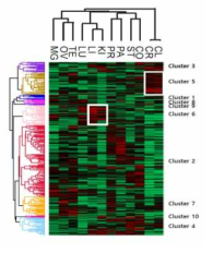 heatmap cluster 분석