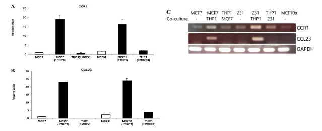 유방암 세포주에서 CCR1, CCL23 발현 분석