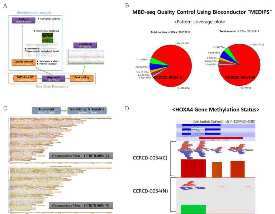 유선암 환자견으로부터 얻은 암 조직 및 인근정상조직 대표적으로 1쌍에 대한 MBD-seq 분석 결과. A. MBD-seq 분석 전략에 대한 대략적인 모식도 B. 수행된 MBD-seq data의 CG coverage 분석. C. SeqMonk통한 Genome 전체에서의 암 조직과 인근정상조직 간의 메틸화 정도 차이를 보여주는 Chromosome View. D. 암 조직과 인근정상조직 간에서 메틸화 정도에 큰 차이를 보여주는 대표적인 유전자에서의 Gene Annotation View