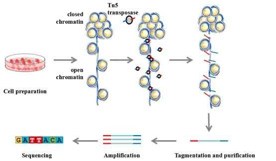 ATAC-seq 모식도