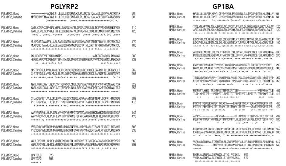 반려견과 사람의 PGLY2, GP1BA Homology 비교