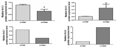 CHMp와 CHMm 의 Kv1.3, 1.5, 2.1, 3.4 발현 비교