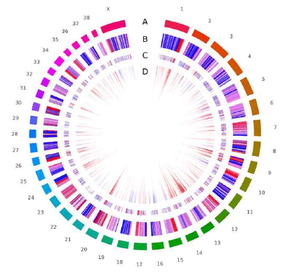유전자지도에서 (A) 염색체 (chr1~chrX), (B) CpG regions (red: CpG islands, pink : CpG shores, white : CpG shelves, blue : Non-CpG regions), (C) Differentially expressed genes; DEGs (red : upregulated genes, blue : downregulated genes), (D) Differentially methylated genes; DMGs (red : hyper methylation, blue : hypomethylation, 높이 : 해당 부분에 포함되어 있는 CpG dinucleotides의 개수)를 나타낸 원형그래프
