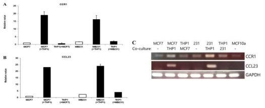 유방암 세포주에서 CCR1, CCL23 발현 분석