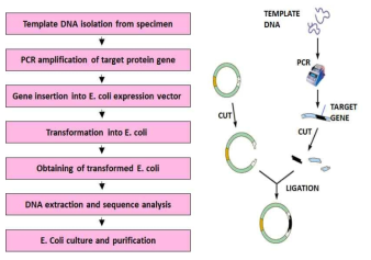대장균(E.co.li)을 이용한 유전자 재조합 항원 개발 flow chart