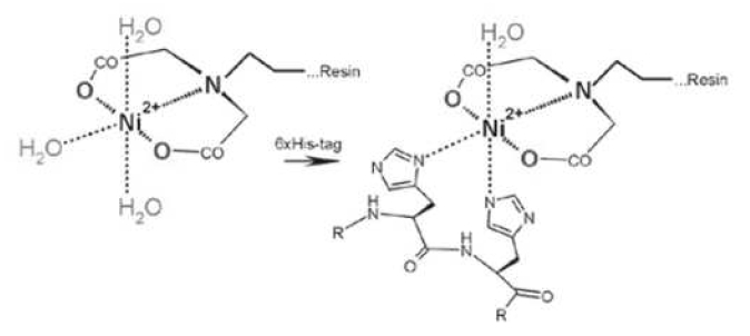 His와 Ni-NTA의 결합 모식도