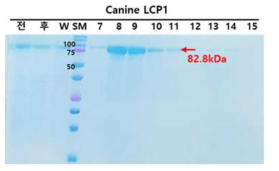 canine LCP1 SDS-PAGE