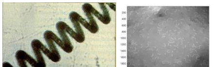 스피룰리나 미세조류의 사진 및 DHI 측정 결과(조선대학교 협조)