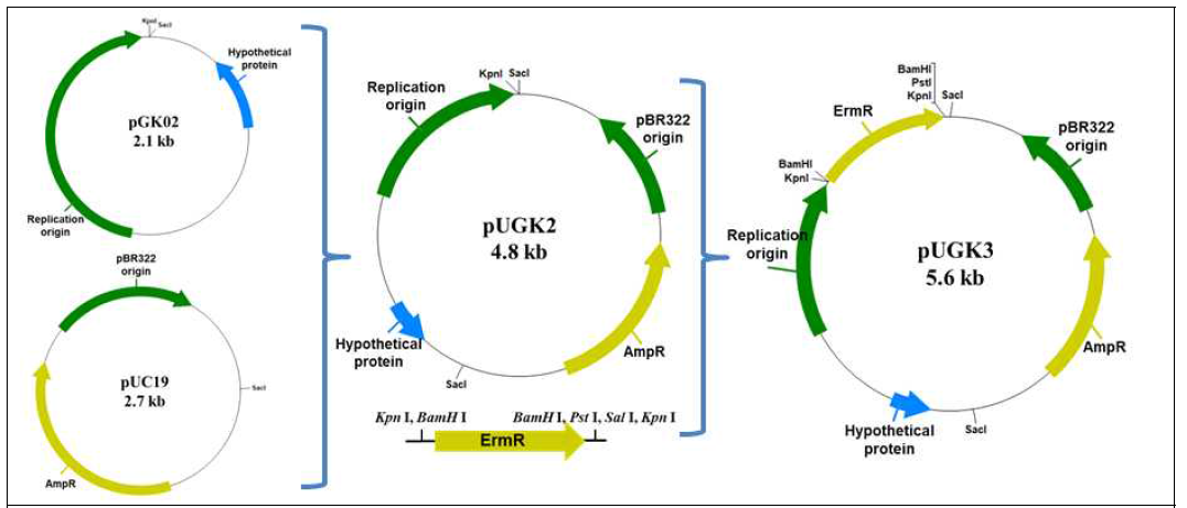 Schematic diagram of shuttle cloning vector construction based on pGK02. AmpR, ampicillin resistance gene; ErmR, erythromycin resistance gene