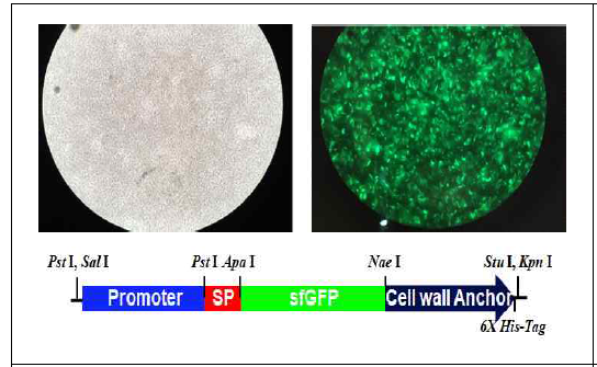 Fluorescing recombinants containing the pUGK4-sfGFP vector in L. plantarum SK156 visualized under fluorescence microscopy(1,000X, emission wavelength 510nm)