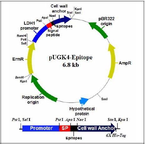 Main features of surface display system usning pUGK4