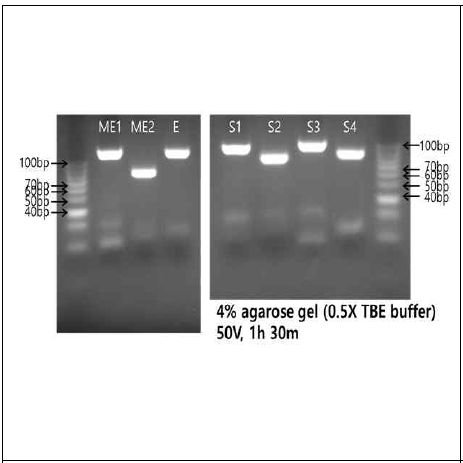 Amplified PCR products from the designed primers