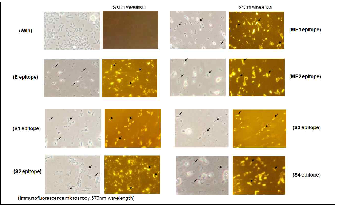 Confirmation of the SARS-CoV-2 antigens on the surface of L. plantarum SK156 using immunofluorescence microscopy(570nm wavelength)