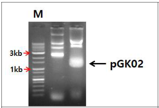 Agarose gel electrophoresis showing different plasmid DNA from lactic acid bacteria. The smallest plasmid from GK502 strain was selected for vector construction