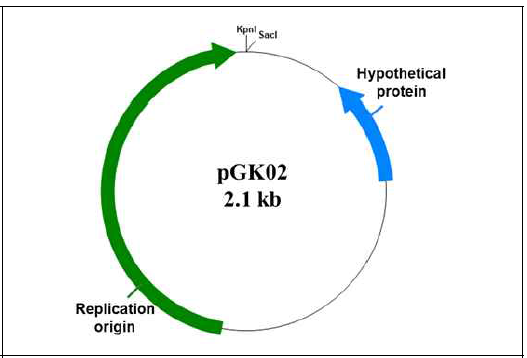 Sequence map and properties of the isolated plasmid pGK02