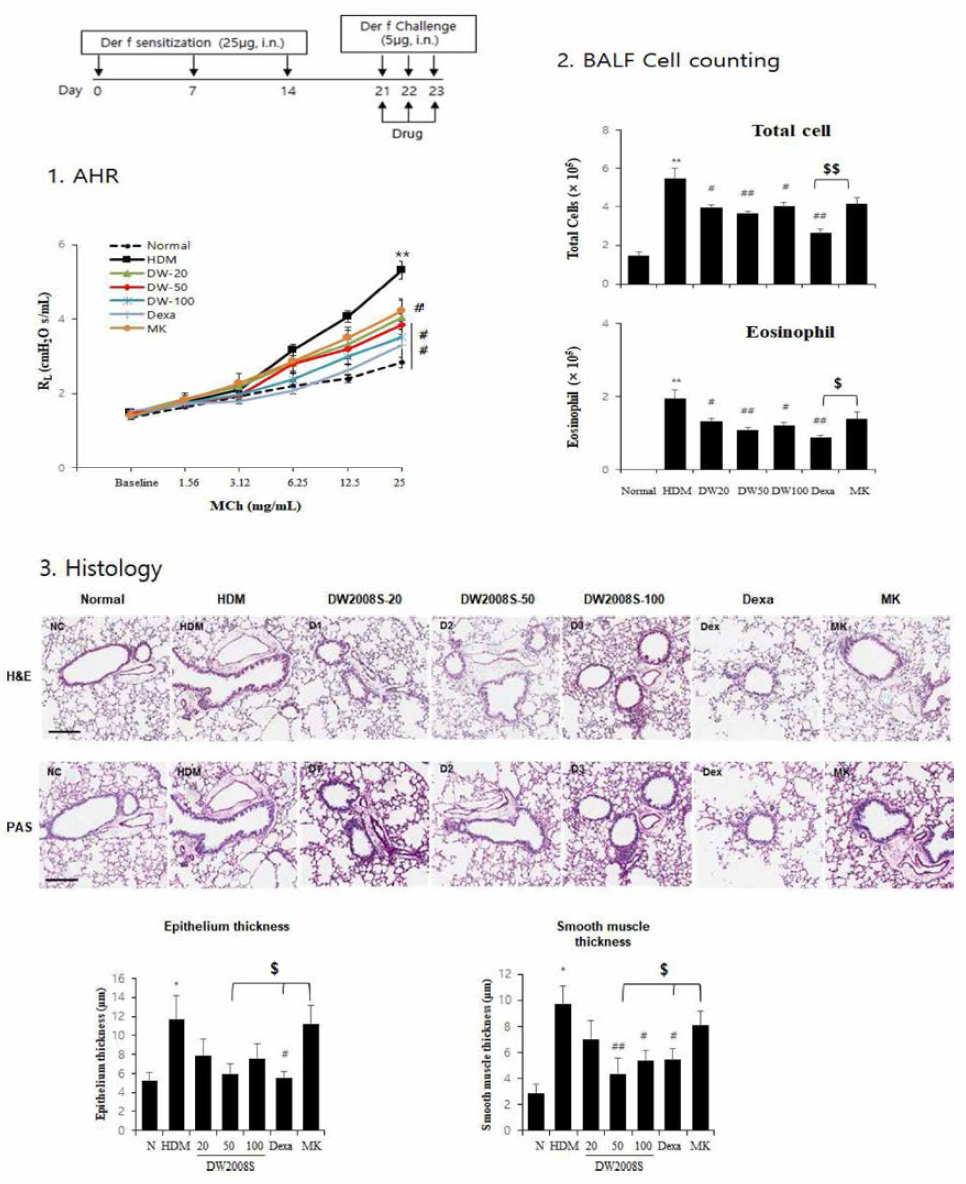 급성 HDM 천식모델에서의 DW 2008S 효과