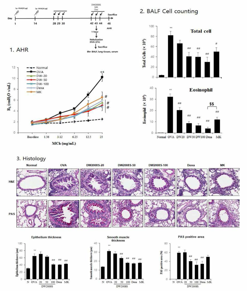 만성 OVA 중증도 천식모델에서의 DW 2008S 효과
