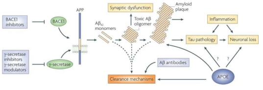 베타 아밀로이드 타겟 치료제 개발 전략