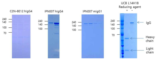 비교항체 3종의 재조합 항체 단백질 정제 결과