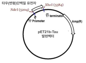 타우(변형) 단백질의 발현벡터 모식도