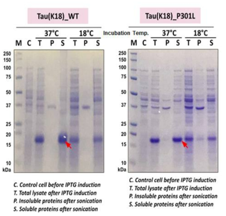 타우(K18) 단백질의 온도에 따른 발현율 및 수용성 비교