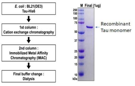 타우 단백질의 정제과정 모식도 및 최종산물의 순도 확인
