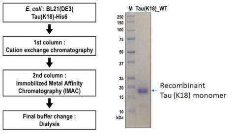 타우(K18) 단백질의 정제 과정 모식도 및 최종 산물의 순도 확인