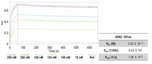 타겟 항원에 대한 ADEL-Y01m 항체의 KD 측정 결과