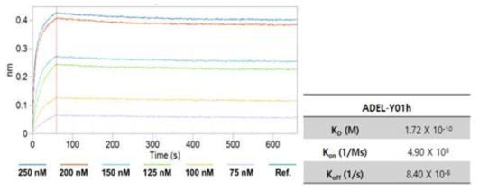 타겟 항원에 대한 ADEL-Y01h 항체의 KD 측정 결과