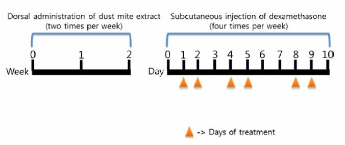 Experimental schedule for induction of atopic dermatitis-like dermatitis in NC/Nga mice and treatment with dexamethasone