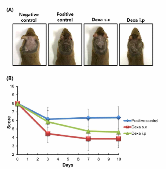 Effect of dexamethasone on house dust mite-induced atopic dermatitis-like skin lesions in NC/Nga mice. (A) Typical photographs of clinical features of skin after treatment for 10 days in NC/Nga mice. (B) The severities of dermatitis were determined on days 0，3，7 and 10 from the sum of all individual scores. Atopic dermatitis scores are expressed as the mean ± SEM (n=4)