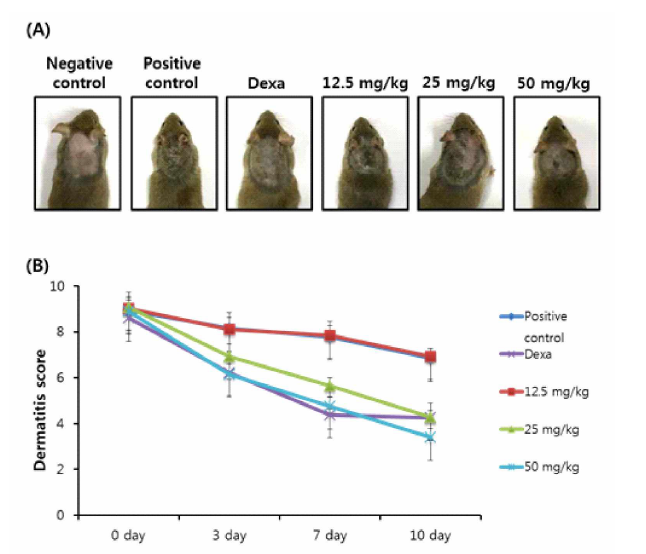 Comparison of the dose-response effects of dTBP2 on house dust mite-induced atopic dermatitis-like skin lesions in NC/Nga mice. Mice were treated with the following dose levels of 12.5 mg/kg，25 mg/kg，and 50 mg/kg given by subcutaneous injection four times weekly for 10 days. (A) Typical photographs of clinical features of skin after treatment for 10 days in NC/Nga mice. (B) The severities of dermatitis were determined on days 0，3, 7 and 10 from the sum of all individual scores. Atopic dermatitis scores are expressed as the mean ± SEM (n=7-8)