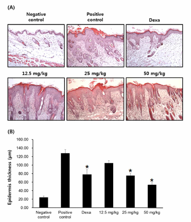 (A) After sacrifice, tissue samples were excised from the back skin of each mouse. Tissue sections from NC/Nga mice were stained with hematoxylin and eosin (H&E) and its histological features were examined under the microscope. (B) Epidermis thicknesses are assessed and expressed as the mean ± SEM (n = 7-8). *p < 0.05, treatment group compared with the positive control