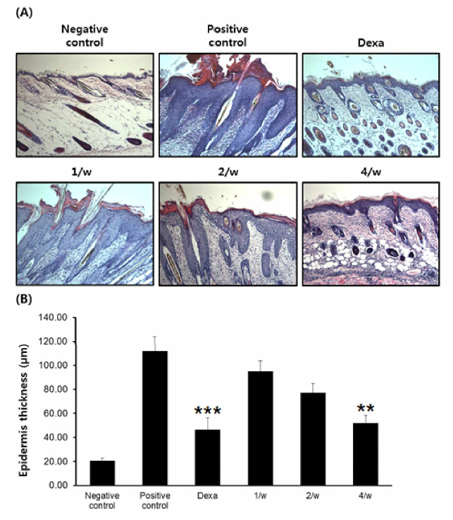 (A) After sacrifice, tissue samples were excised from the back skin of each mouse. Tissue sections from NC/Nga mice were stained with hematoxylin and eosin (H&E) and its histological features were examined under the microscope. (B) Epidermis thicknesses are assessed and expressed as the mean ± SEM (n = 4)