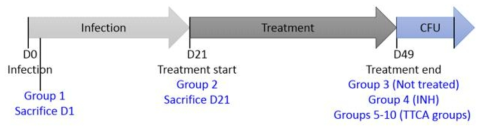 In vivo animal experiment의 schedule 과 groups 에 대한 요약