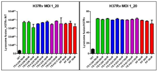 TTCA 화합물의 대식세포 내 결핵균의 Lysosome Fusion Ratio, MOI 1:20