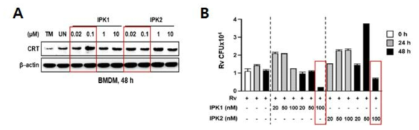 A. 대식세포에서 TTCA 화합물 처리에 따른 CRT 발현 분석, B. 대식세포 내 결핵균 감염 후 TTCA 화합물 처리에 따른 항결핵능 분석