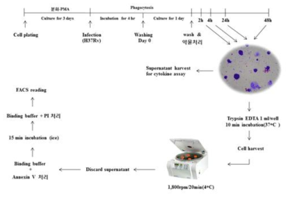 FACS 분석을 위한 약물 처리 및 대식세포 전처리 과정 개요